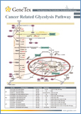 Cancer Related Glycolysis Pathway