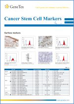 Cancer Stem Cell Markers / Маркеры раковых стволовых клеток