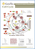 Cell Cycle / Клеточный цикл