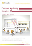 Custom antibody / Антитела на заказ