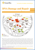 DNA Damage and Repair
