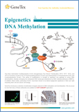 Epigenetics DNA Methylation / Метилирование ДНК, Эпигенетика