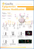Epigenetics Histone Modification / Модификация гистонов, Эпигенетика