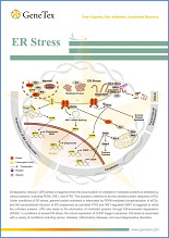 ER stress / Эндоплазматический ретикулум. Стресс