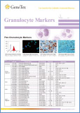 Granulocyte Markers / Маркеры гранулоцитов