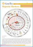 Hypoxia Markers / Маркеры гипоксии