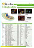 Mitochondria / Митохондрии