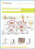 mTOR Signaling