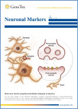 Neuronal Markers / Нейрональные маркеры