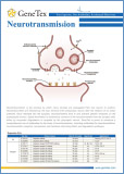 Neurotransmission / Нейротрансмиттеры