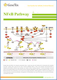 NFkB / Транскрипционный фактор NFkB