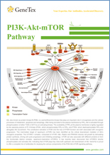 PI3K-Akt-mTOR / сигнальный путь
