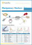 Pluripotency marker / Маркеры плюрипотентности