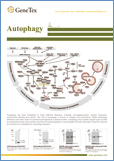 Autophagy / Аутофагия