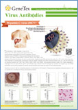Virus Antibodies / Антитела против вирусов