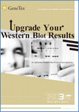 Western Blot tools