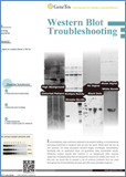 Western Blot Troubleshooting