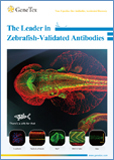 Zebrafish-Validated Antibodies / Антитела к Зебрафиш