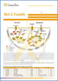 Bcl-2 family