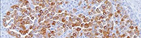 Cell Marque антитела