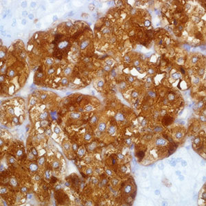 Synaptophysin, MRQ-40, rabbit