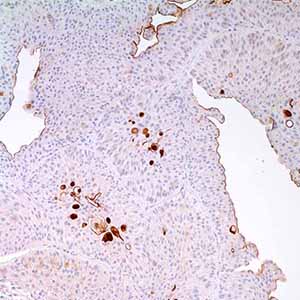 Uroplakin III, AU-1, mouse