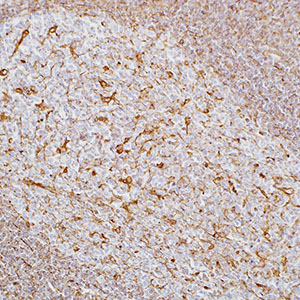 Vimentin, SP20, rabbit