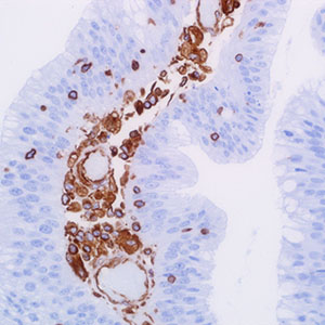 Vimentin, SP20, rabbit