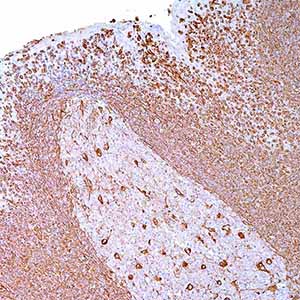 Vimentin, V9, mouse