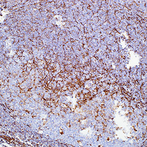 Vimentin, V9, mouse