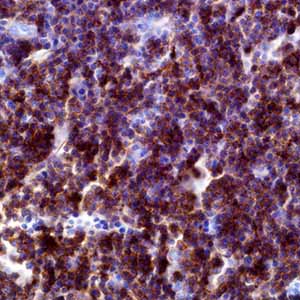 CD23, MRQ-57, mouse