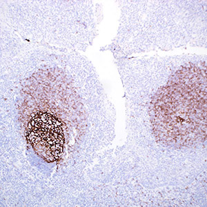 CD23, MRQ-57, mouse