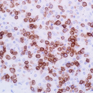 CD3, MRQ-39, rabbit