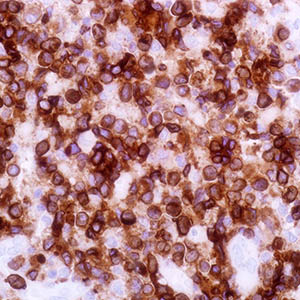 CD3, MRQ-39, rabbit