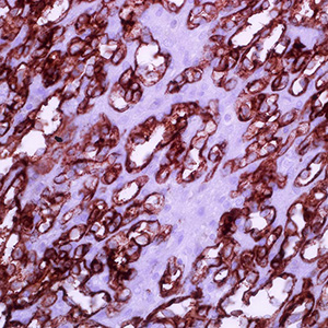 CD31