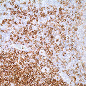 CD4