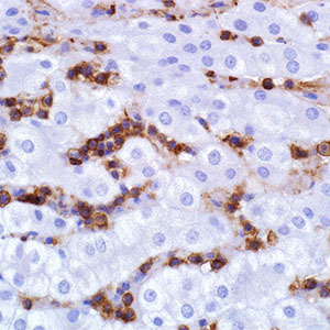 CD45RO