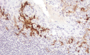 CD16