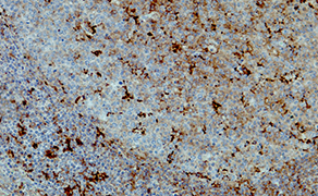 CD205