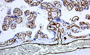 CD34