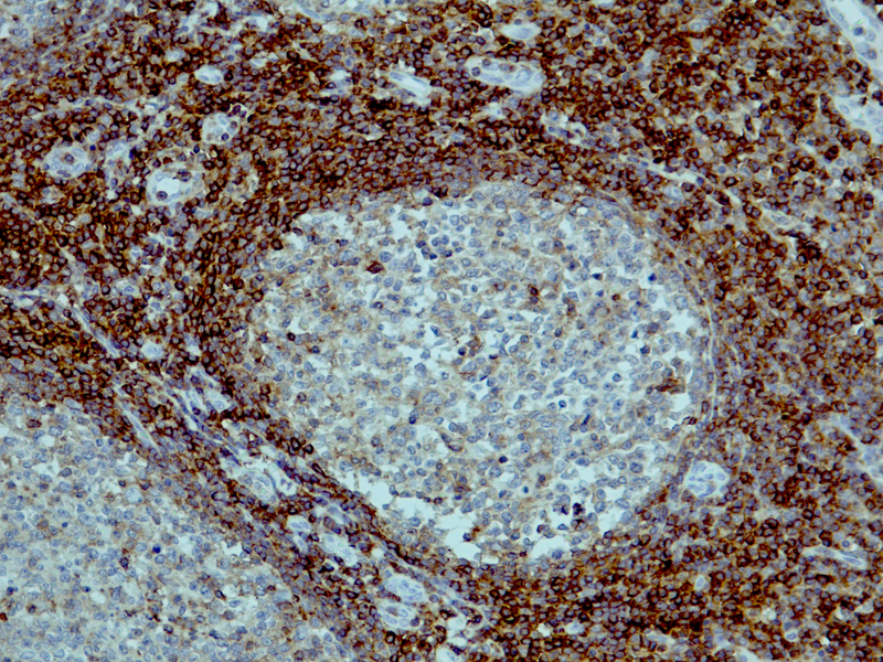 CD48