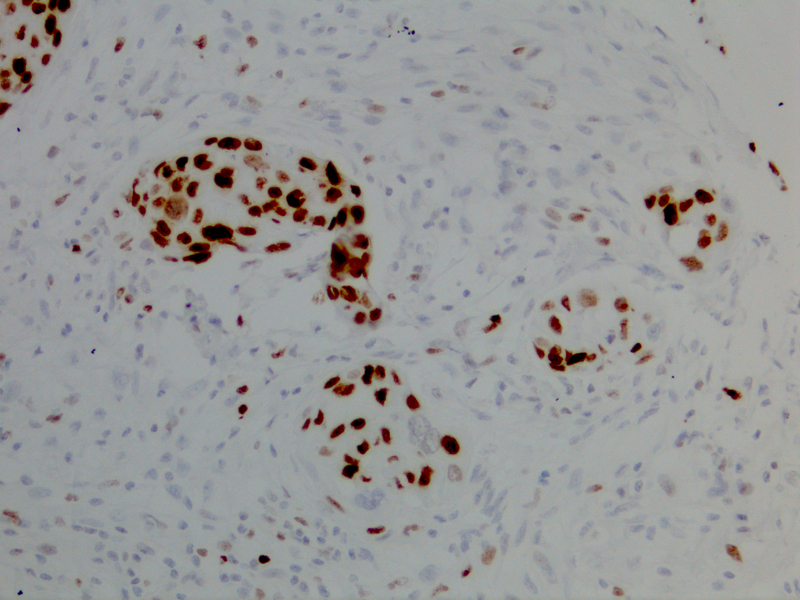 Histone H3 Phospho (pT3)