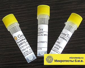 Антитела GeneTex
