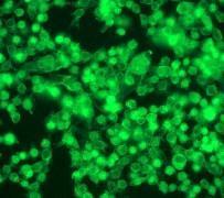 GeneTex SMAD4 antibody [EP618Y], C-term