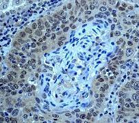 GeneTex SMAD4 antibody [EP618Y], C-term