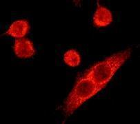 GeneTex NF-H antibody [EP673Y]