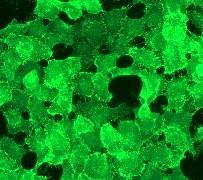 GeneTex EGFR (phospho Tyr1092) antibody [EP774Y]