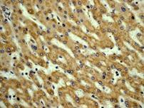 GeneTex Vitronectin antibody [EP873Y]