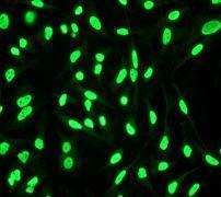 GeneTex hnRNP K antibody [EP943Y], N-term