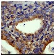 GeneTex alpha Tubulin antibody [EP1332Y]